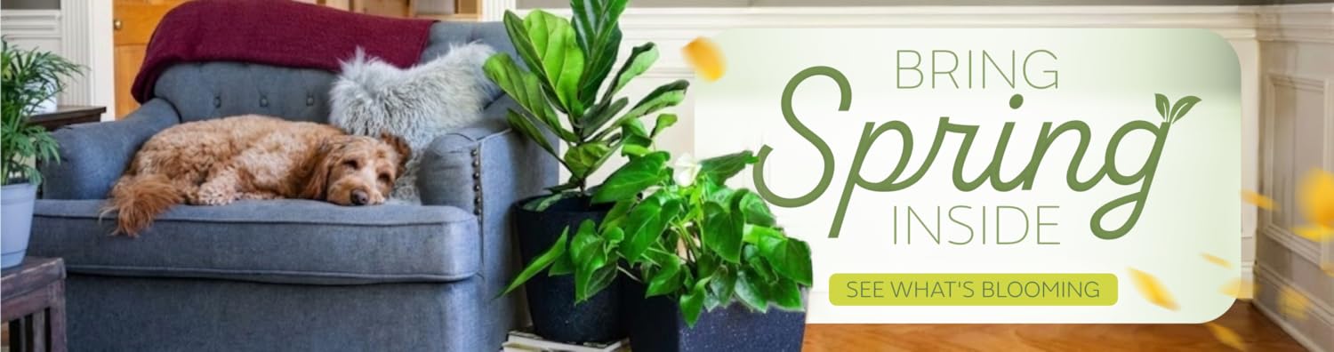 Cultivate Beauty With Every Pot